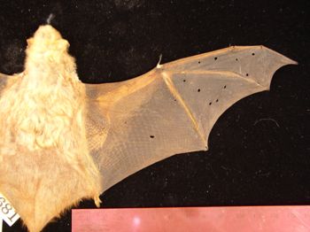 Media type: image;   Mammalogy 1681